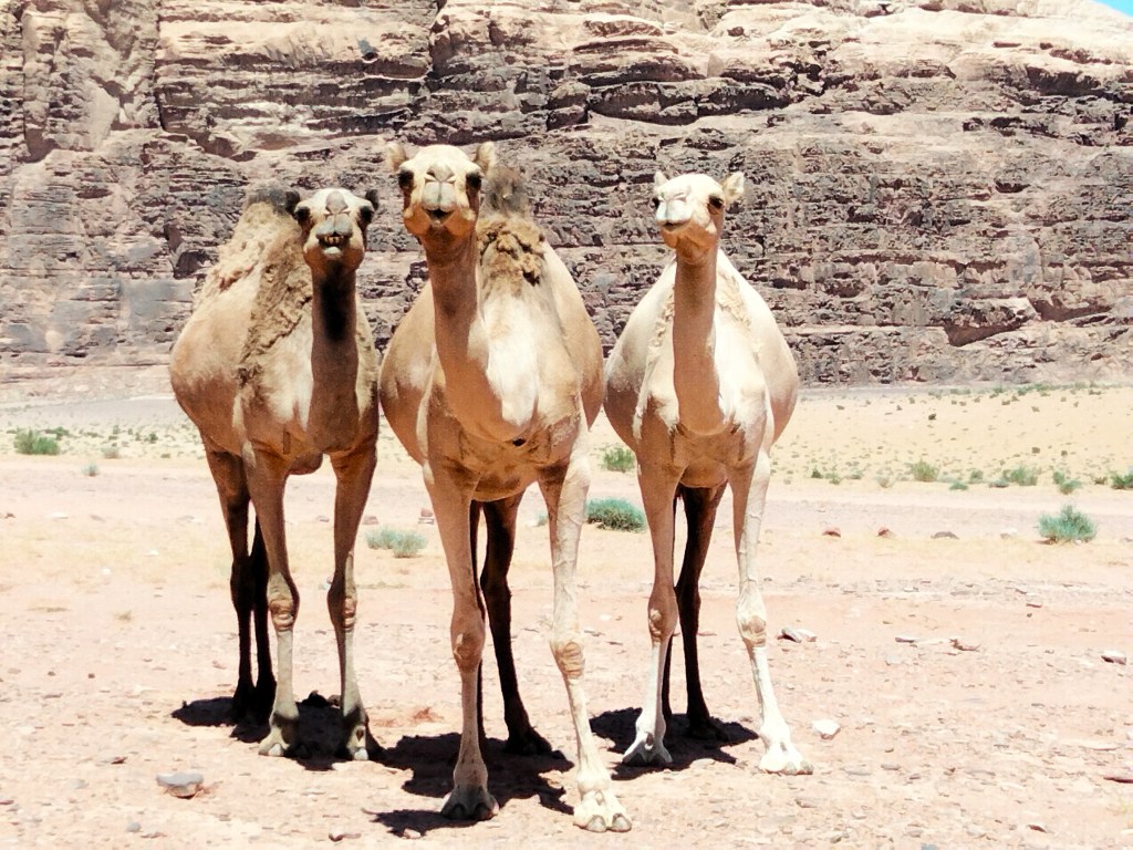 Momoo Adventure Tours - Camels