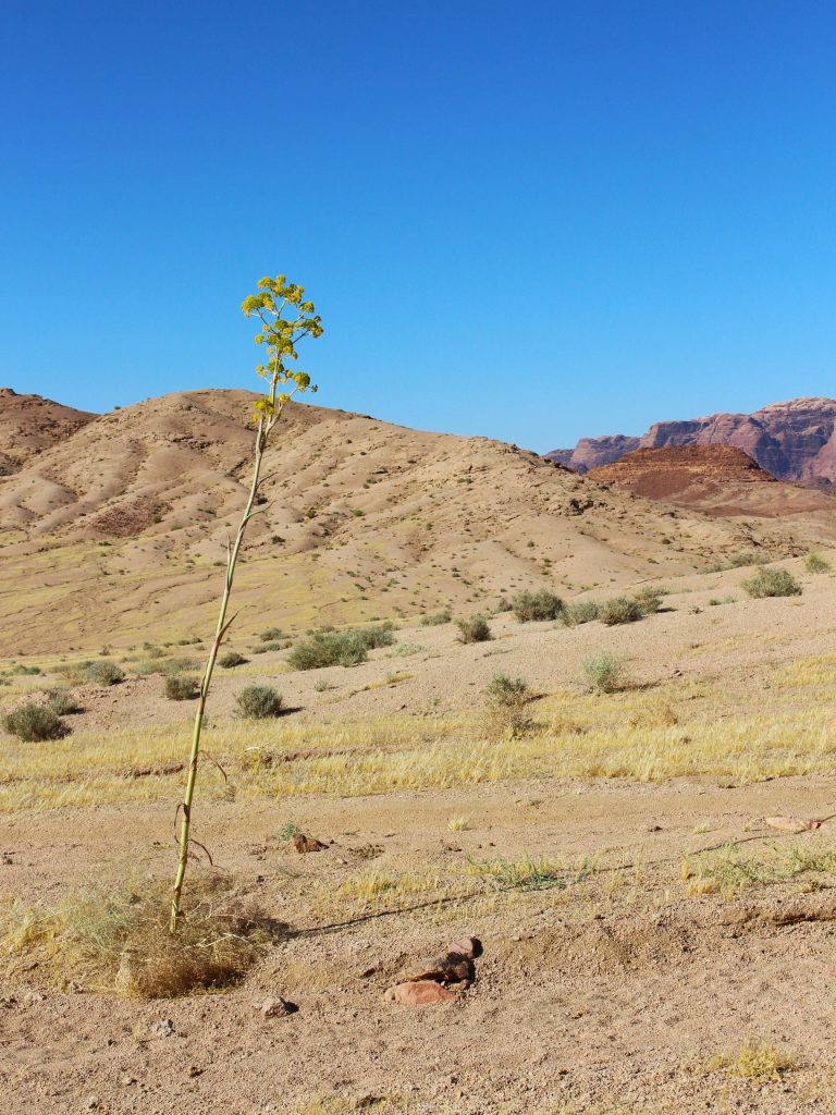 Momo Adventure Tours - Desert Plant in the Wadi Rum Protected Area